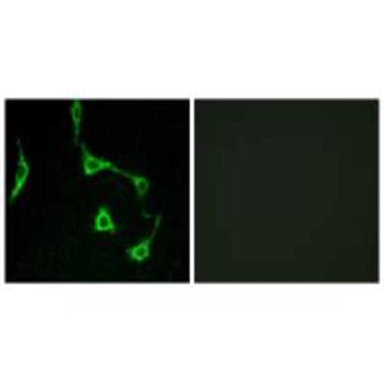 Immunofluorescence - CDH10 Antibody from Signalway Antibody (34174) - Antibodies.com