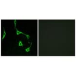 Immunofluorescence - CDH10 Antibody from Signalway Antibody (34174) - Antibodies.com