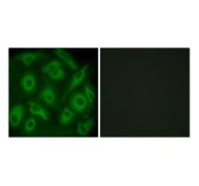 Immunofluorescence - CDH23 Antibody from Signalway Antibody (34179) - Antibodies.com