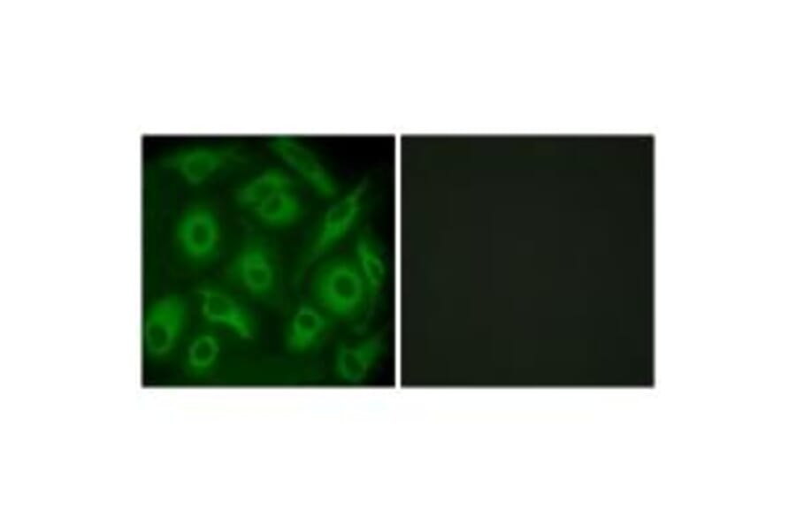 Immunofluorescence - CDH23 Antibody from Signalway Antibody (34179) - Antibodies.com