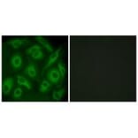 Immunofluorescence - CDH23 Antibody from Signalway Antibody (34179) - Antibodies.com
