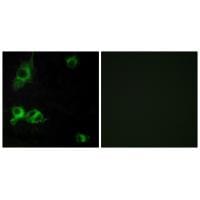 Immunofluorescence analysis of COS-7 cells, using LAMA1 antibody #34272.
