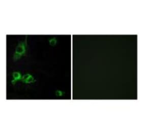 Immunofluorescence - LAMA1 Antibody from Signalway Antibody (34272) - Antibodies.com