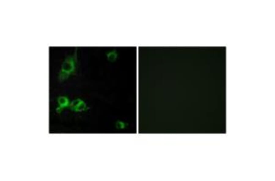 Immunofluorescence - LAMA1 Antibody from Signalway Antibody (34272) - Antibodies.com