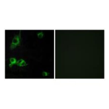 Immunofluorescence - LAMA1 Antibody from Signalway Antibody (34272) - Antibodies.com