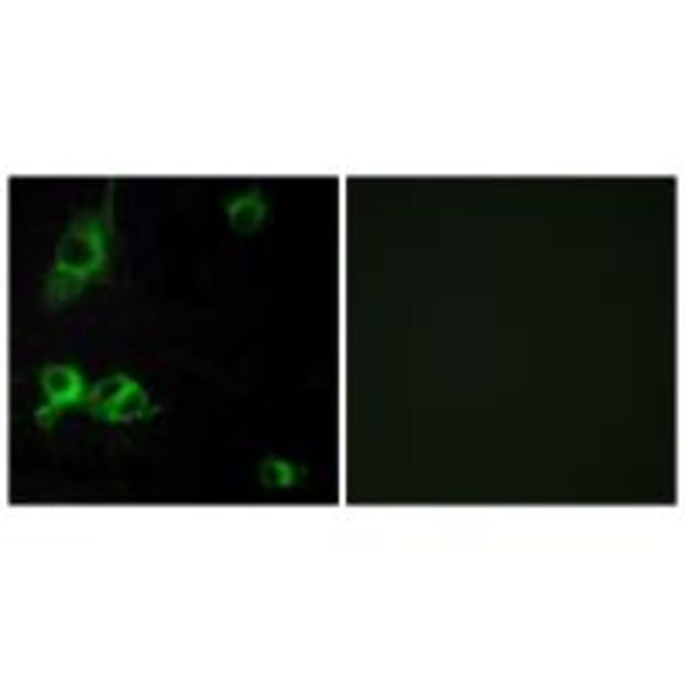 Immunofluorescence - LAMA1 Antibody from Signalway Antibody (34272) - Antibodies.com