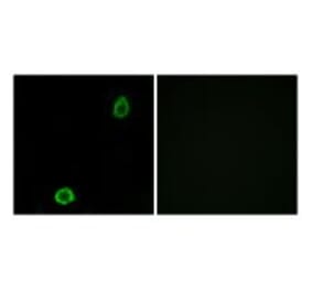 Immunofluorescence - ABCA13 Antibody from Signalway Antibody (34456) - Antibodies.com