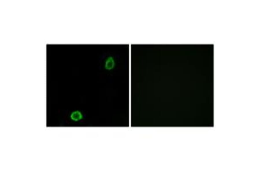 Immunofluorescence - ABCA13 Antibody from Signalway Antibody (34456) - Antibodies.com
