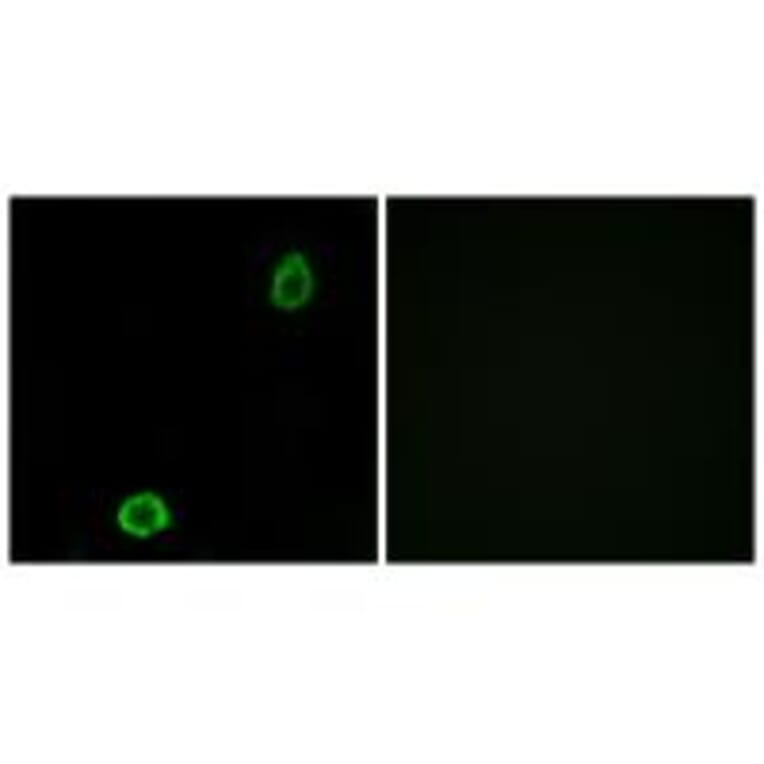 Immunofluorescence - ABCA13 Antibody from Signalway Antibody (34456) - Antibodies.com