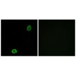 Immunofluorescence - ABCA13 Antibody from Signalway Antibody (34456) - Antibodies.com