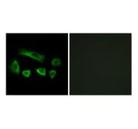 Immunofluorescence - NT5C1B Antibody from Signalway Antibody (34635) - Antibodies.com