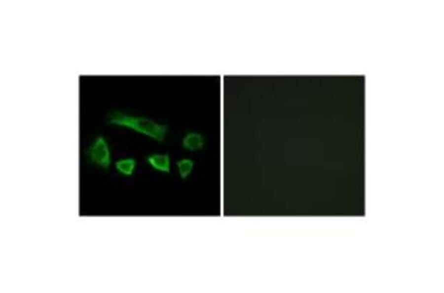 Immunofluorescence - NT5C1B Antibody from Signalway Antibody (34635) - Antibodies.com