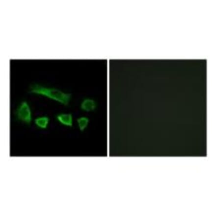 Immunofluorescence - NT5C1B Antibody from Signalway Antibody (34635) - Antibodies.com