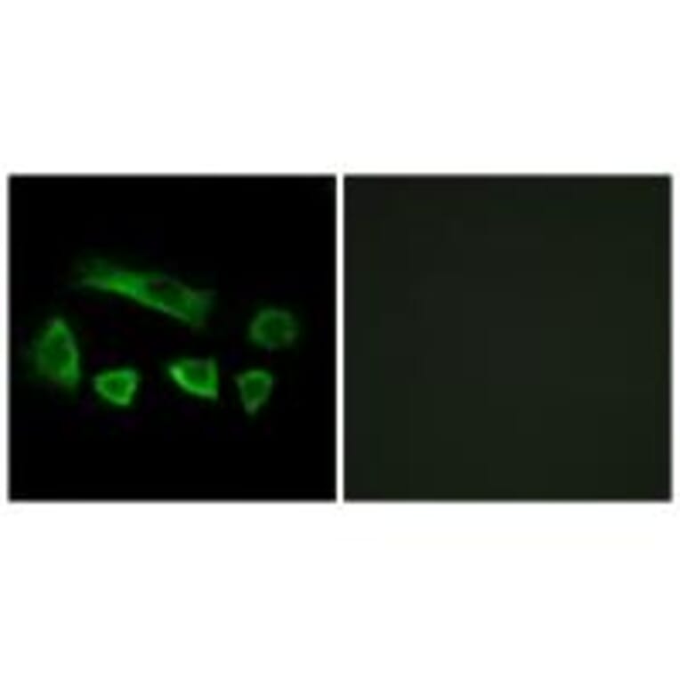 Immunofluorescence - NT5C1B Antibody from Signalway Antibody (34635) - Antibodies.com