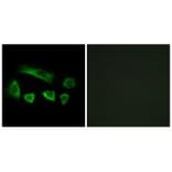 Immunofluorescence - NT5C1B Antibody from Signalway Antibody (34635) - Antibodies.com
