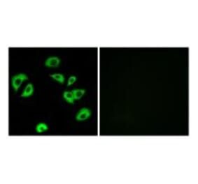 Immunofluorescence - LILRB4 Antibody from Signalway Antibody (34759) - Antibodies.com