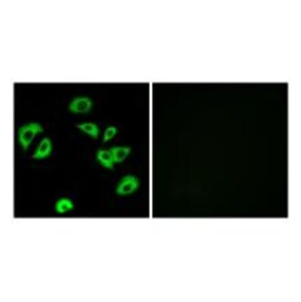 Immunofluorescence - LILRB4 Antibody from Signalway Antibody (34759) - Antibodies.com