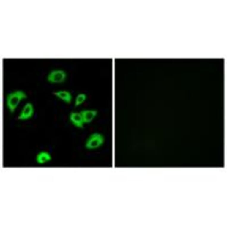 Immunofluorescence - LILRB4 Antibody from Signalway Antibody (34759) - Antibodies.com