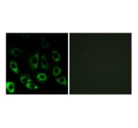 Immunofluorescence - MBTPS2 Antibody from Signalway Antibody (34784) - Antibodies.com