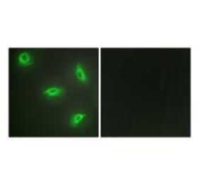 Immunofluorescence - TNF14 Antibody from Signalway Antibody (33586) - Antibodies.com