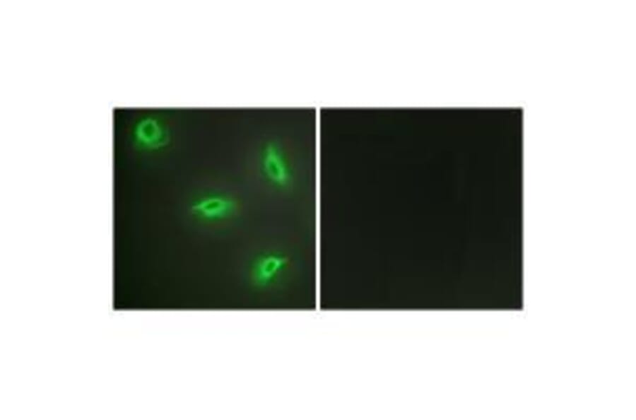 Immunofluorescence - TNF14 Antibody from Signalway Antibody (33586) - Antibodies.com