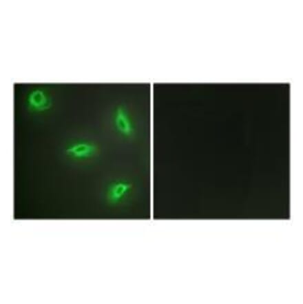 Immunofluorescence - TNF14 Antibody from Signalway Antibody (33586) - Antibodies.com