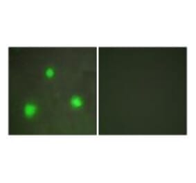 Immunofluorescence - FOXH1 Antibody from Signalway Antibody (33616) - Antibodies.com