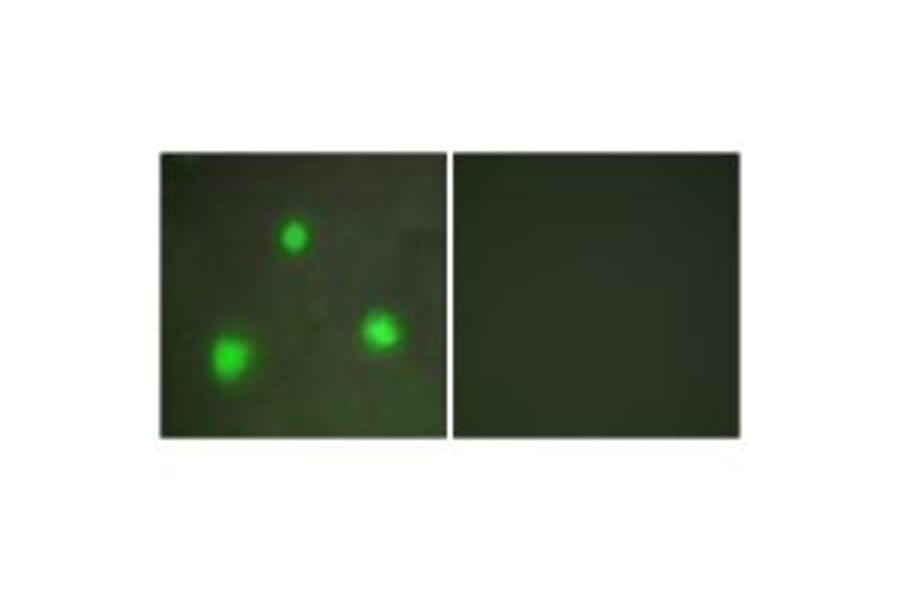 Immunofluorescence - FOXH1 Antibody from Signalway Antibody (33616) - Antibodies.com