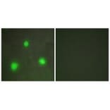 Immunofluorescence - FOXH1 Antibody from Signalway Antibody (33616) - Antibodies.com