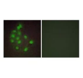 Immunofluorescence - HAND1 Antibody from Signalway Antibody (33643) - Antibodies.com