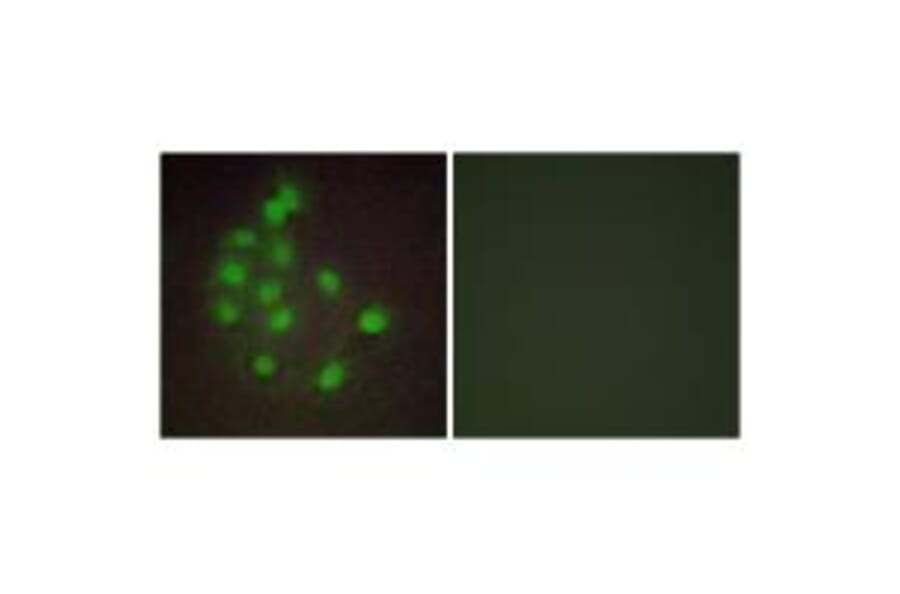 Immunofluorescence - HAND1 Antibody from Signalway Antibody (33643) - Antibodies.com