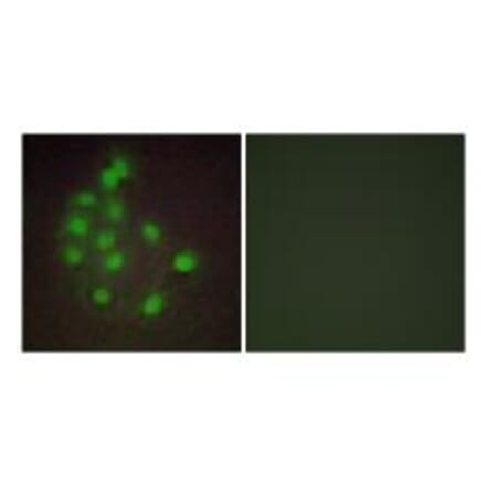 Immunofluorescence - HAND1 Antibody from Signalway Antibody (33643) - Antibodies.com