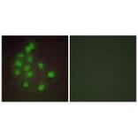 Immunofluorescence - HAND1 Antibody from Signalway Antibody (33643) - Antibodies.com