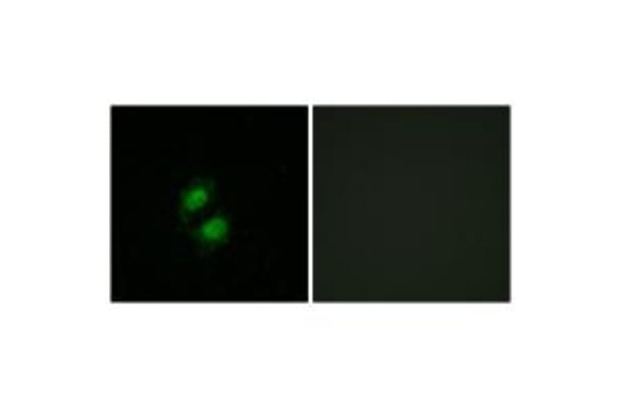 Immunofluorescence - ZNF95 Antibody from Signalway Antibody (34129) - Antibodies.com