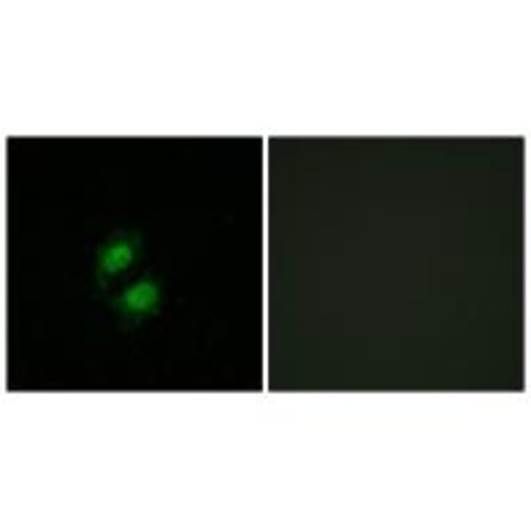Immunofluorescence - ZNF95 Antibody from Signalway Antibody (34129) - Antibodies.com