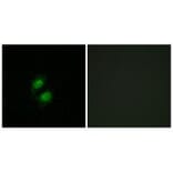 Immunofluorescence - ZNF95 Antibody from Signalway Antibody (34129) - Antibodies.com