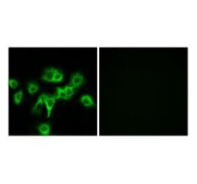 Immunofluorescence - CDON Antibody from Signalway Antibody (34196) - Antibodies.com