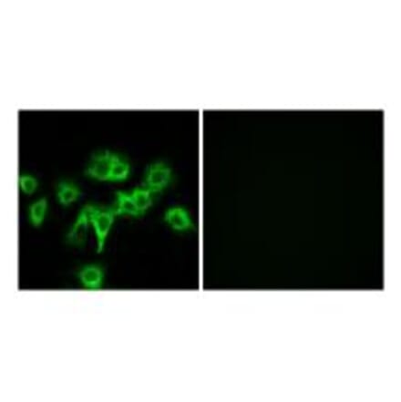 Immunofluorescence - CDON Antibody from Signalway Antibody (34196) - Antibodies.com