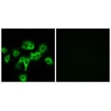 Immunofluorescence - CDON Antibody from Signalway Antibody (34196) - Antibodies.com