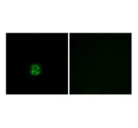 Immunofluorescence - CHST6 Antibody from Signalway Antibody (34535) - Antibodies.com