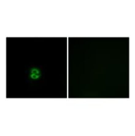 Immunofluorescence - CHST6 Antibody from Signalway Antibody (34535) - Antibodies.com