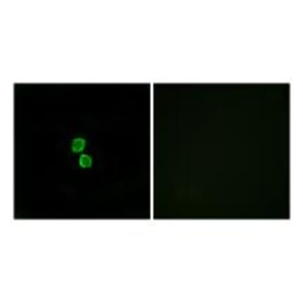 Immunofluorescence - CKLF1 Antibody from Signalway Antibody (34592) - Antibodies.com