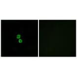 Immunofluorescence - CKLF1 Antibody from Signalway Antibody (34592) - Antibodies.com