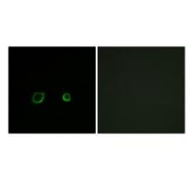 Immunofluorescence - CNTN4 Antibody from Signalway Antibody (34618) - Antibodies.com
