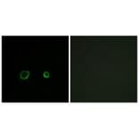 Immunofluorescence - CNTN4 Antibody from Signalway Antibody (34618) - Antibodies.com