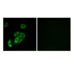 Immunofluorescence - CNTN5 Antibody from Signalway Antibody (34619) - Antibodies.com