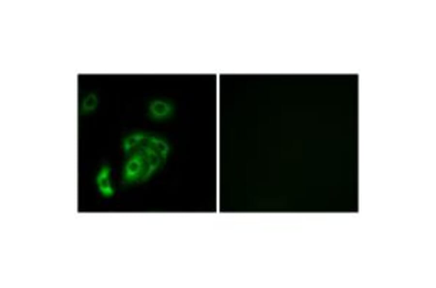Immunofluorescence - CNTN5 Antibody from Signalway Antibody (34619) - Antibodies.com