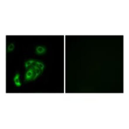 Immunofluorescence - CNTN5 Antibody from Signalway Antibody (34619) - Antibodies.com