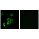 Immunofluorescence - CNTN5 Antibody from Signalway Antibody (34619) - Antibodies.com