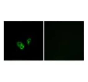 Immunofluorescence - CNGA2 Antibody from Signalway Antibody (34625) - Antibodies.com